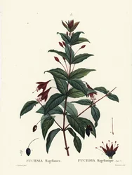 Hummingbird fuchsia, Fuchsia magellanica. Håndfarvet stipplegravering af Du Ruisseau efter en illustration af Pierre-Joseph Redoute fra Henri Louis Duhamel du Moncels Treat des Arbres et Shrustes, Paris
