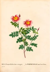 Hundred-Crowns Burnet rose, Rosa pimpinellifolia sort, La Pimprenelle aux Cent-Ecus. Håndfarvet stiplet kobberstik fra Pierre Joseph Redoutes "" Les Roses,"" Paris