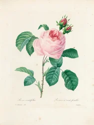 Hundredbladede roser, graveret af Langlois, fra 