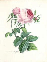 Hundredbladede roser, graveret af Langlois, fra 