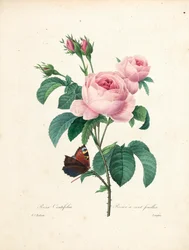 Hundredbladede rose, graveret af Langlois, fra Valg af de smukkeste blomster og smukkeste frugter, Vol. I, 1827-33