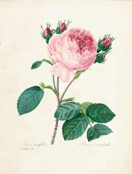 Hundredbladede roser, fra 