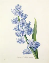 Hyacinthus orientalis (almindelig hyacint), graveret af Victor, fra 