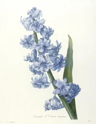 Orientalsk hyacint, blå sort, fra Valg af de smukkeste blomster og smukkeste frugter, 1827 (håndfarvet prikket gravering)
