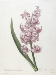 Orientalsk hyacint, lyserød variant, Hyacinthus orientalis, fra Udvalg af de smukkeste blomster og de smukkeste frugter, 1827
