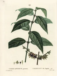 Japansk allehånde, Chimonanthus praecox (Calycanthus praecox). Håndfarvet stipplegravering af Moret efter en illustration af Pierre-Joseph Redoute fra Henri Louis Duhamel du Moncels Treat des Arbres et Shrustes, Paris