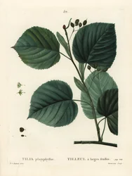 Storbladet lindetræ, Tilia platyphyllos. Håndfarvet prikkegravering af Du Ruisseau efter en illustration af Pierre-Joseph Redoute fra Henri Louis Duhamel du Moncels Treat des Arbres et Shrustes, Paris