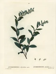 Læderblad, Chamaedaphne calyculata (Andromeda calyculata). Håndfarvet stipplegravering af Miss Brenet efter en illustration af Pierre-Joseph Redoute fra Henri Louis Duhamel du Moncels Treat des Arbres et Shrustes, Paris