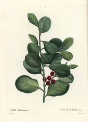 Madeira kristtorn, Ilex perado (Holly de Madere, Ilex maderiensis). Håndfarvet stipplegravering af Casenave efter en illustration af Pierre-Joseph Redoute fra Henri Louis Duhamel du Moncels Treat des Arbres et Shrustes, Paris