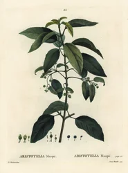 Maqui eller chilensk vinbær, Aristotelia chilensis (Aristotelia macqui). Håndfarvet stipplegravering af Aimee efter en illustration af Pierre-Joseph Redoute fra Henri Louis Duhamel du Moncels Treat des Arbres et Shrustes, Paris