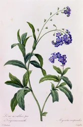Myosotis Scorpiodes (farvet indgravering)