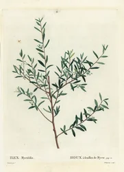 Myrtekristtorn eller myrte dahoon, Ilex myrtifolia. Håndfarvet stipple-gravering af Delaneaux efter en illustration af Pierre-Joseph Redoute fra Henri Louis Duhamel du Moncels Treat des Arbres et Shrustes, Paris