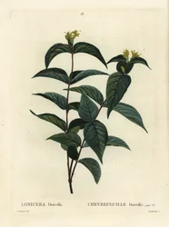 Nordlig buskkaprifolier, Diervilla lonicera (Lonicera diervilla). Håndfarvet stipplegravering af Du Ruisseau efter en illustration af Pierre-Joseph Redoute fra Henri Louis Duhamel du Moncels Treat des Arbres et Shrustes, Paris