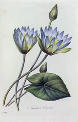 Nymphea Caerulea (farvet gravering)