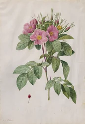 Græsrose (Rosa Carolina Corymbosa)
