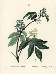 Røde hyldebær eller rødbærhylde, Sambucus racemosa. Håndfarvet stipplegravering af Miss Brenet efter en illustration af Pierre-Joseph Redoute fra Henri Louis Duhamel du Moncels Treat des Arbres et Shrustes, Paris