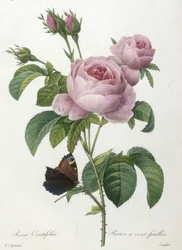 Rosa Centifolia, Rosier a cent-feuilles, fra Choice Of The Most Beautiful Flowers and Most Beautiful Fruits, 1827 (håndfarvet stipple-gravering)