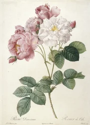 Rosa Damascena, Rosier de Cels, fra Les Roses, 1817-24 (håndfarvet prikkegravering)