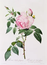 Rosa Indica Fragans (farvet gravering)