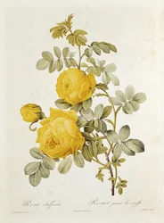 Rosa Sulfurea (gul rose) fra "Les Roses" af Claude Antoine Thory (1757-1827), graveret af Eustache Hyacinthe Langlois (1777-1837) 1817