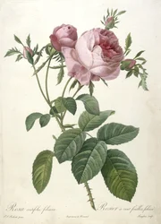 Rosa centifolia foliacea, Rosier a cent feuilles, foliace, fra Les Roses, 1817-24 (håndfarvet stipple gravering)