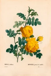 Rose svovl, Rosa hemisphaerica, gul rose svovl. Håndfarvet stiplet kobberstik fra Pierre Joseph Redoutes "" Les Roses,"" Paris