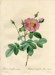 Rosier hundrede blade med enkle blomster - Eau forte de Chapuy, fra en illustration af Pierre Joseph Redoute (1759-1840), fra Les Roses