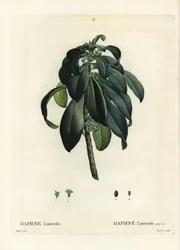 Spurge laurbær, Daphne laureola. Håndfarvet prikkegravering af Tassaert efter en illustration af Pierre-Joseph Redoute fra Henri Louis Duhamel du Moncels Treat des Trees et Shrustes, Paris
