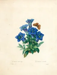 Stængelløs ensian, fra 