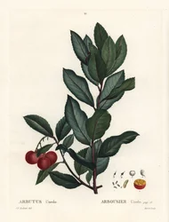 Jordbærtræ, Arbutus unedo. Håndfarvet stipplegravering af efter en illustration af Pierre-Joseph Redoute fra Henri Louis Duhamel du Monceaus Treat des Arbres et Shrustes, Paris