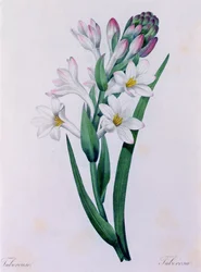Tuberosa (farvet gravering)