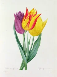 Tulipa Gesneriana (farvet gravering)