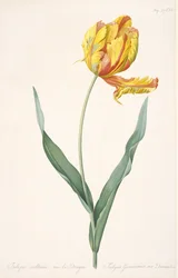 Tulipa Gesneriana var. Dragens papegøje tulipan, 1816.