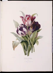 Tulipaner fra "A Fine Series of Floral Bouquets"