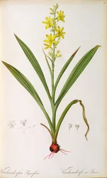 Wachendorfia Thyrsiflora, fra 