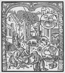 november, aflivning af grisen og høst af agern, Skorpionen, illustration fra 