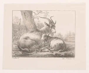 Ged og ged i landskab