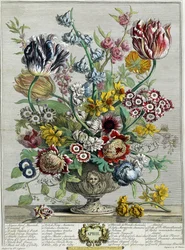 april, fra "Tolv måneders blomster", 1730