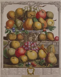 December, fra "Twelve Months of Fruits", af Robert Furber (ca. 1674-1756), graveret af Henry Fletcher, 1732 (farvestik)