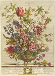 februar fra `Twelve Months of Flowers
