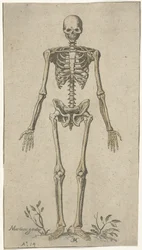 Hanskelet set forfra Anatomiske studier (serietitel)