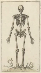 Hanskelet set forfra Anatomiske studier (serietitel)
