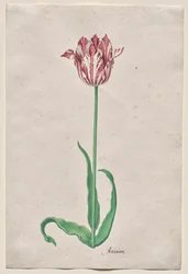 Studie af en tulipan (Anvaers)