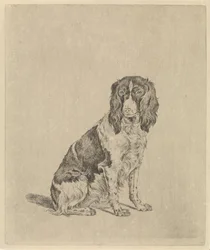 Siddende agerhønehund
