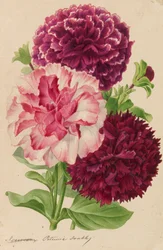 Originaler fra gartneri- og træbrugsudgivelser, 1878-1881.