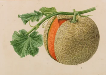 Originaler fra gartneri- og træbrugsudgivelser, 1878-1881.