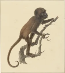 abe