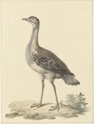 Denhams fælde (Neotis denhami)