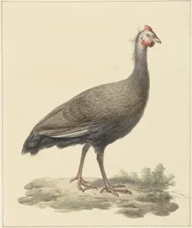 Helmparelhoen