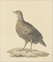 agerhøne (?)